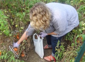 Sarah harvesting tomatoes